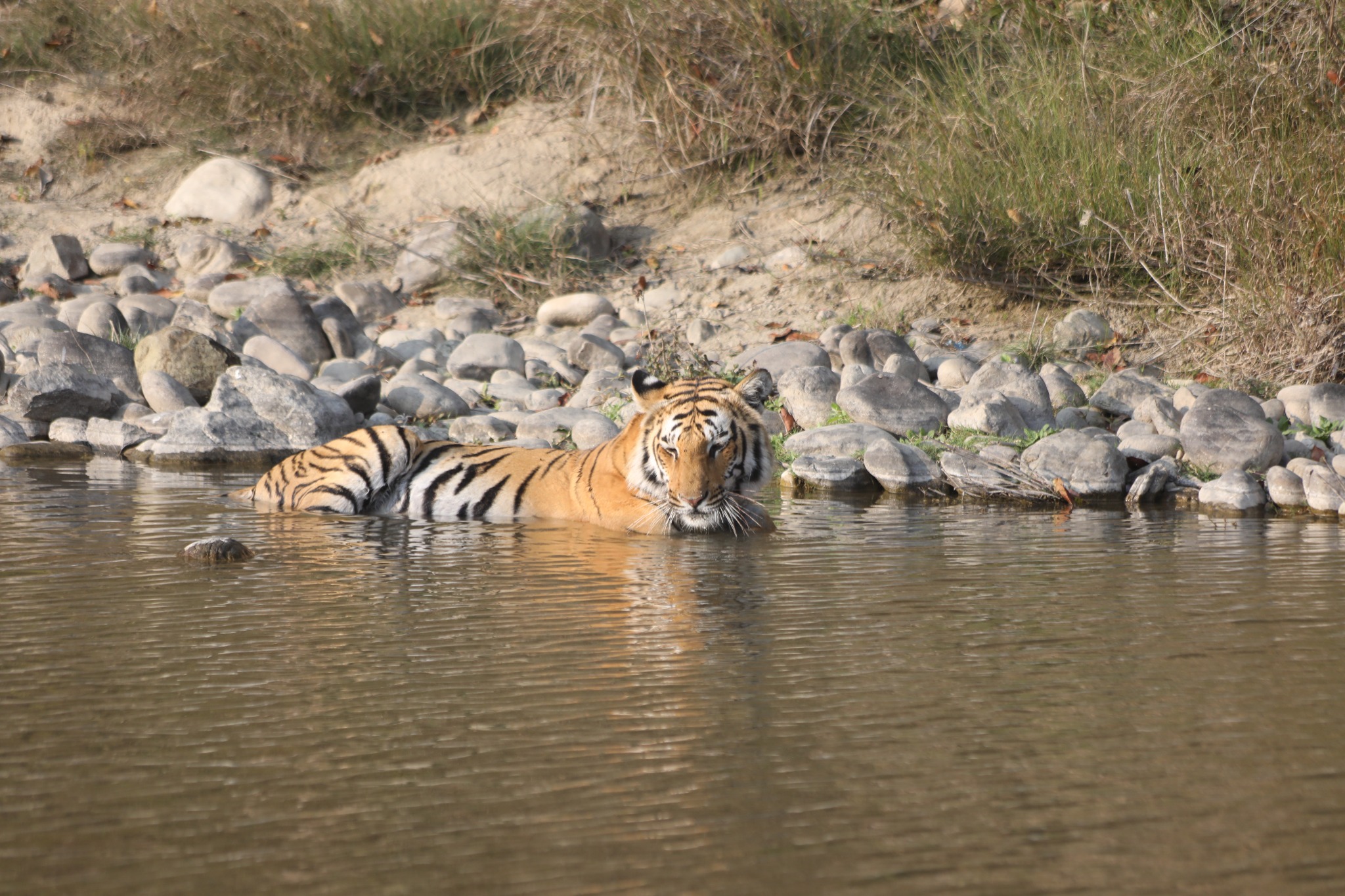 Wildlife in a river habitat