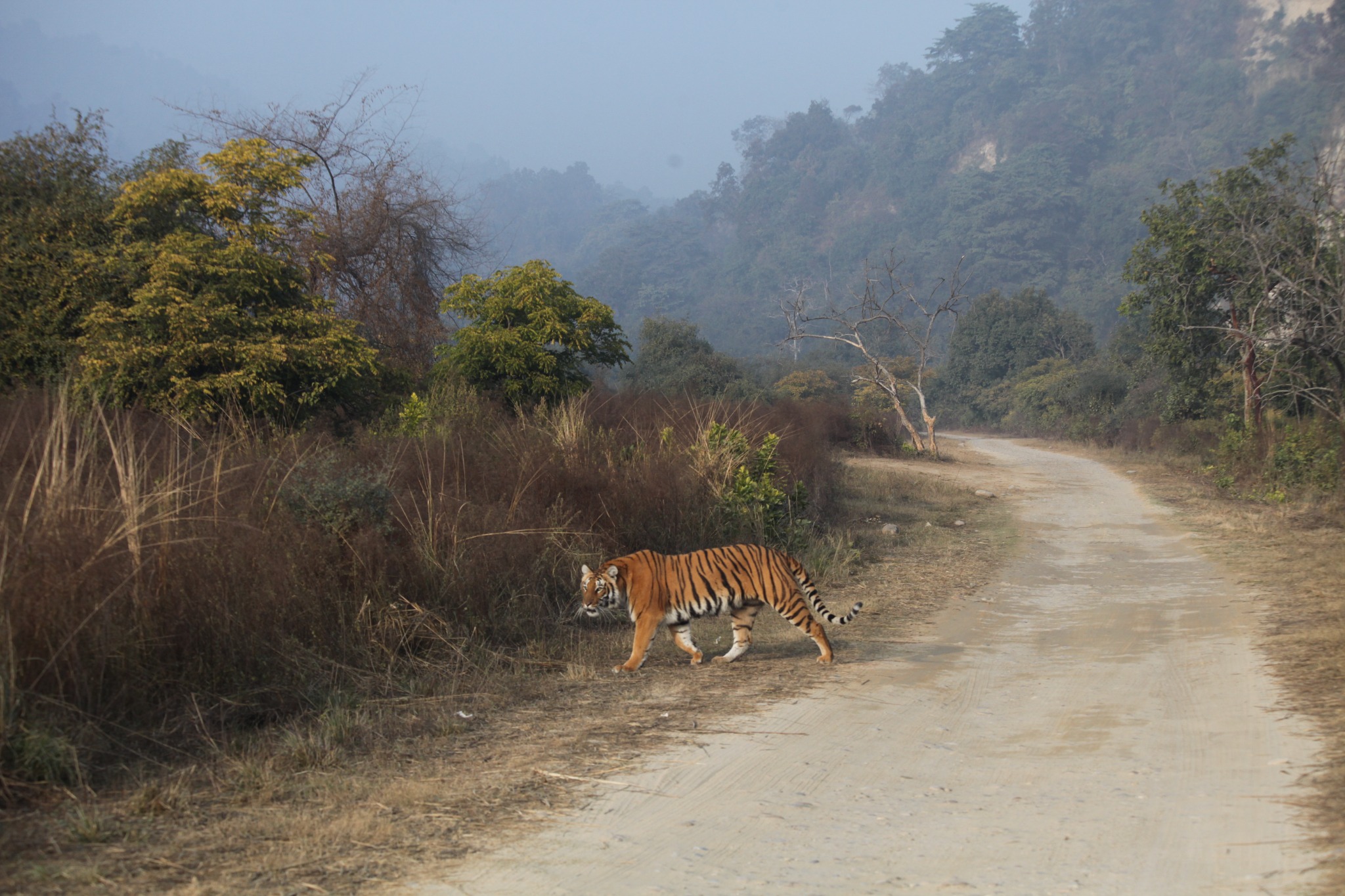 Wildlife in a natural forest setting