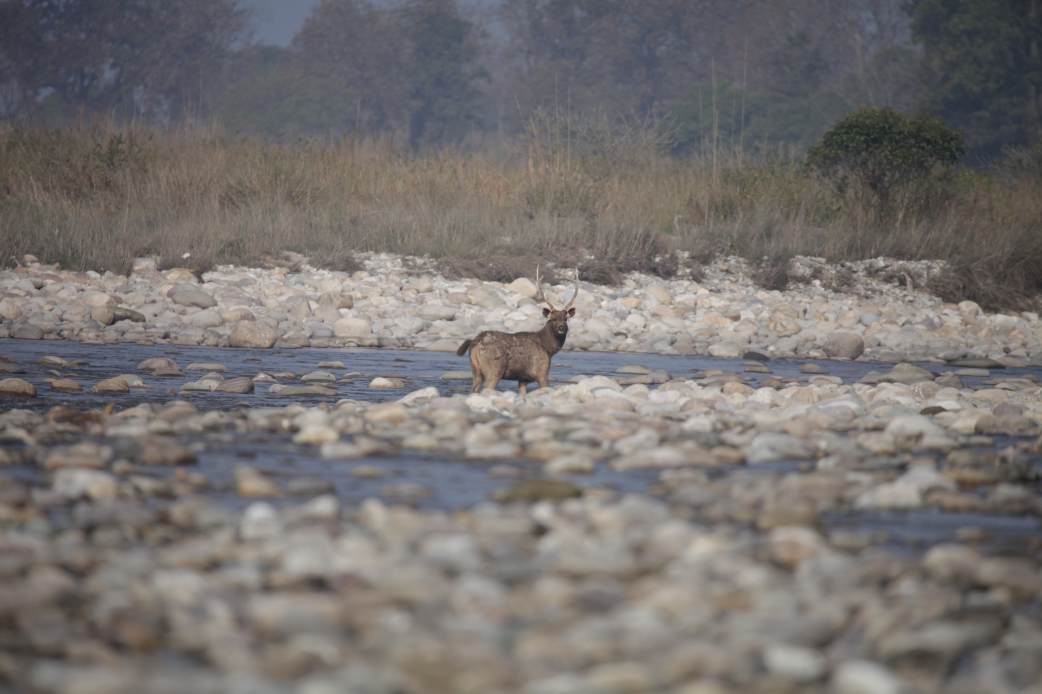 Natural river habitat near Corbett