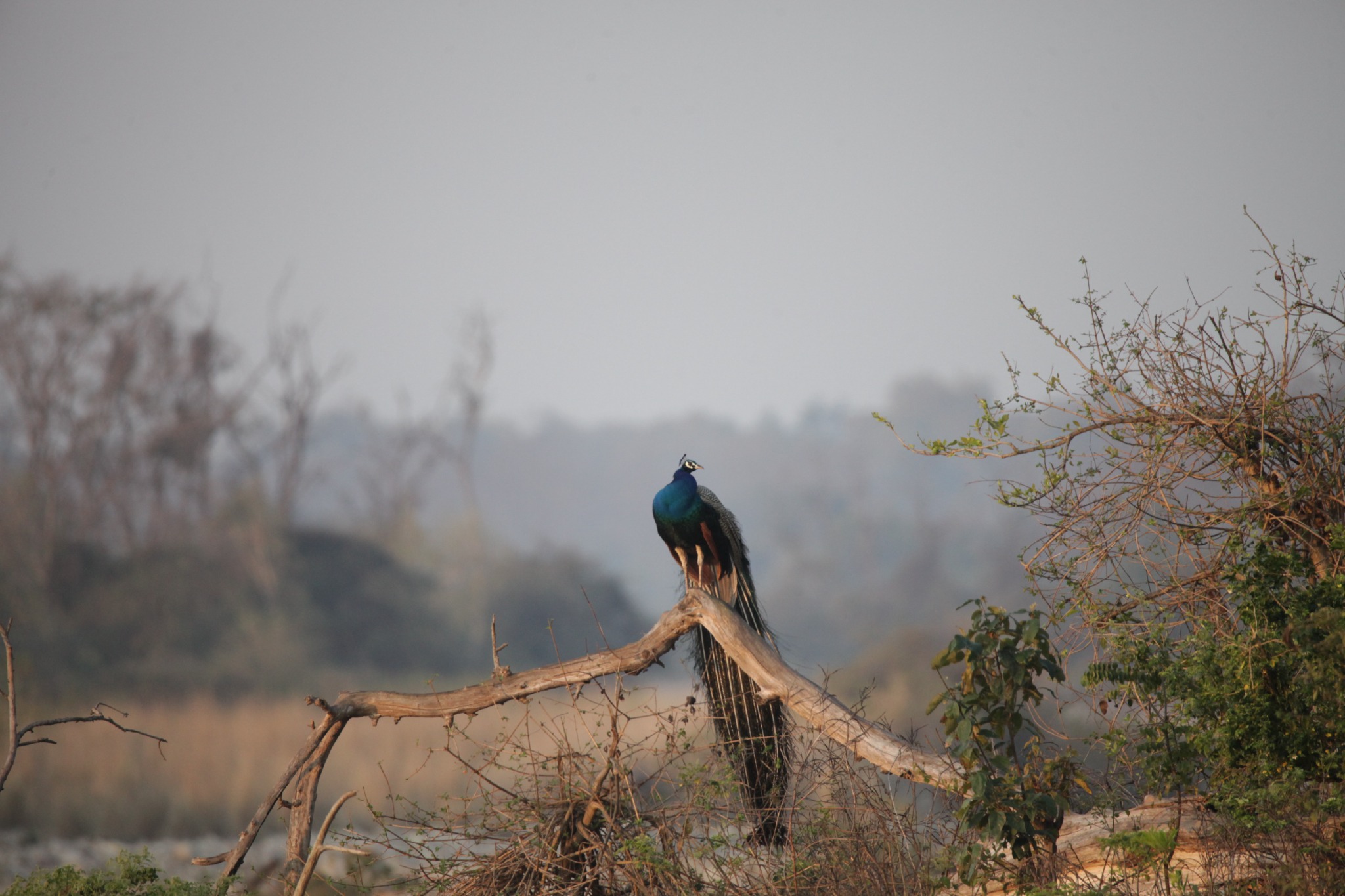 Jim Corbett safari landscape