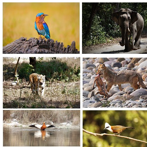 corbett1.jpg
