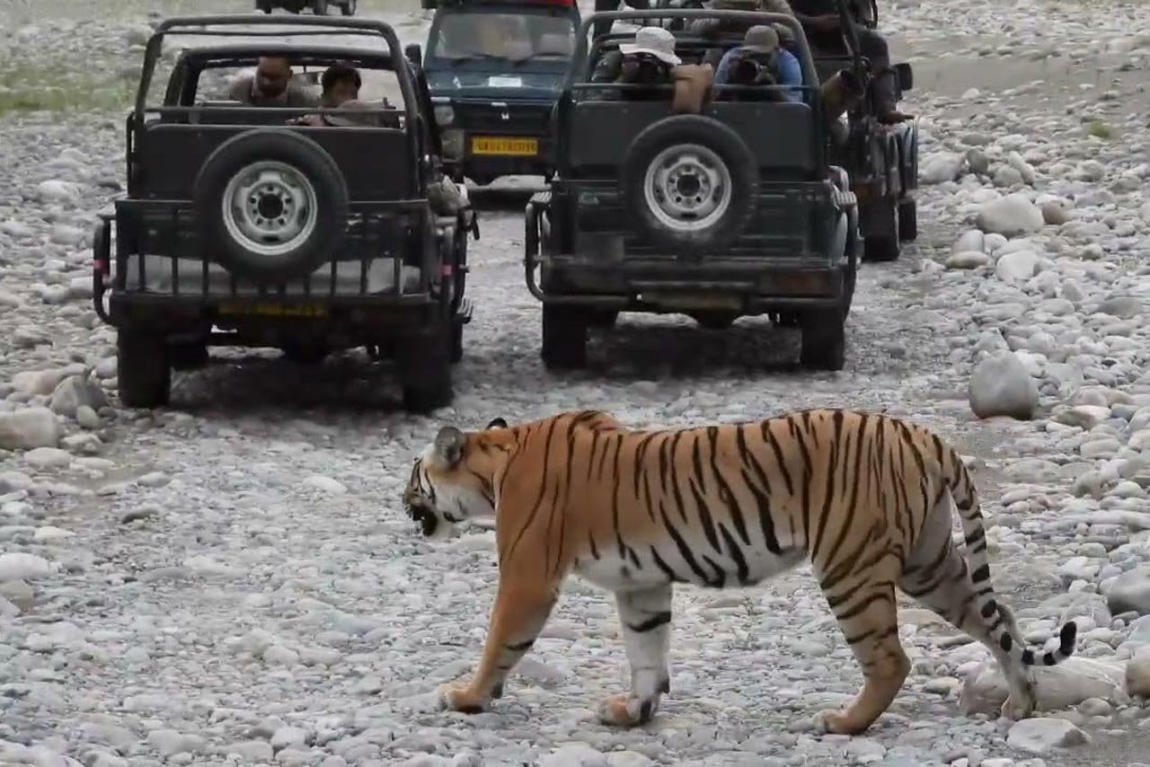 Corbett Tiger Tour